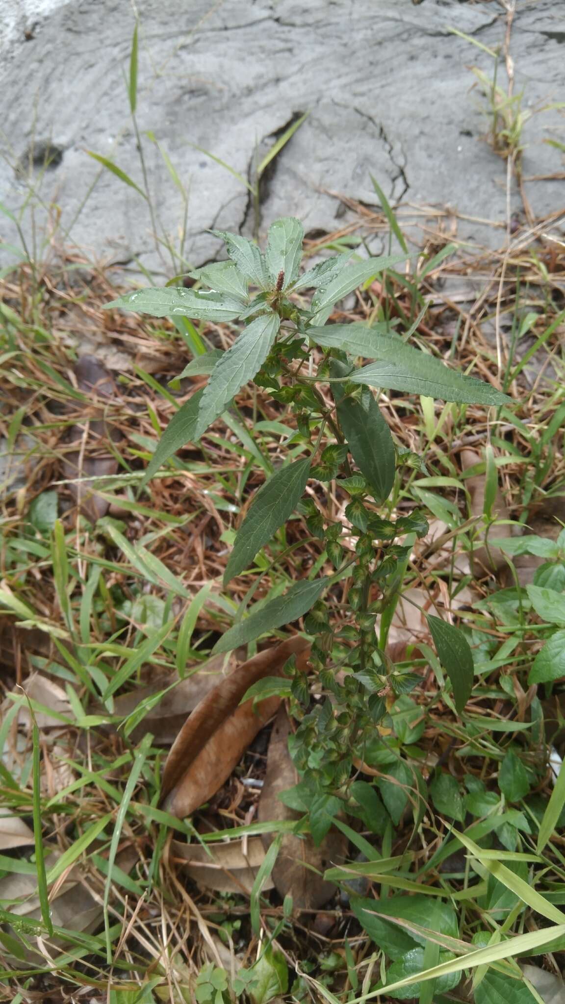 Image of Asian copperleaf