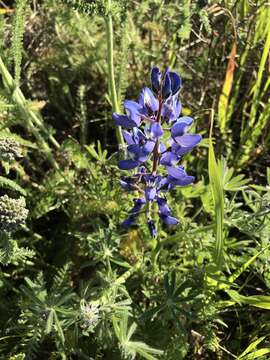 Image of Guadalupe Island lupine