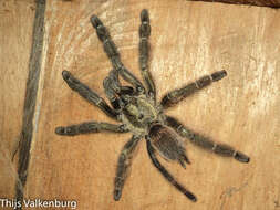 Image of Costa Rican Chevron Tarantula