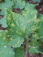 Image of Puccinia ribis DC. 1805