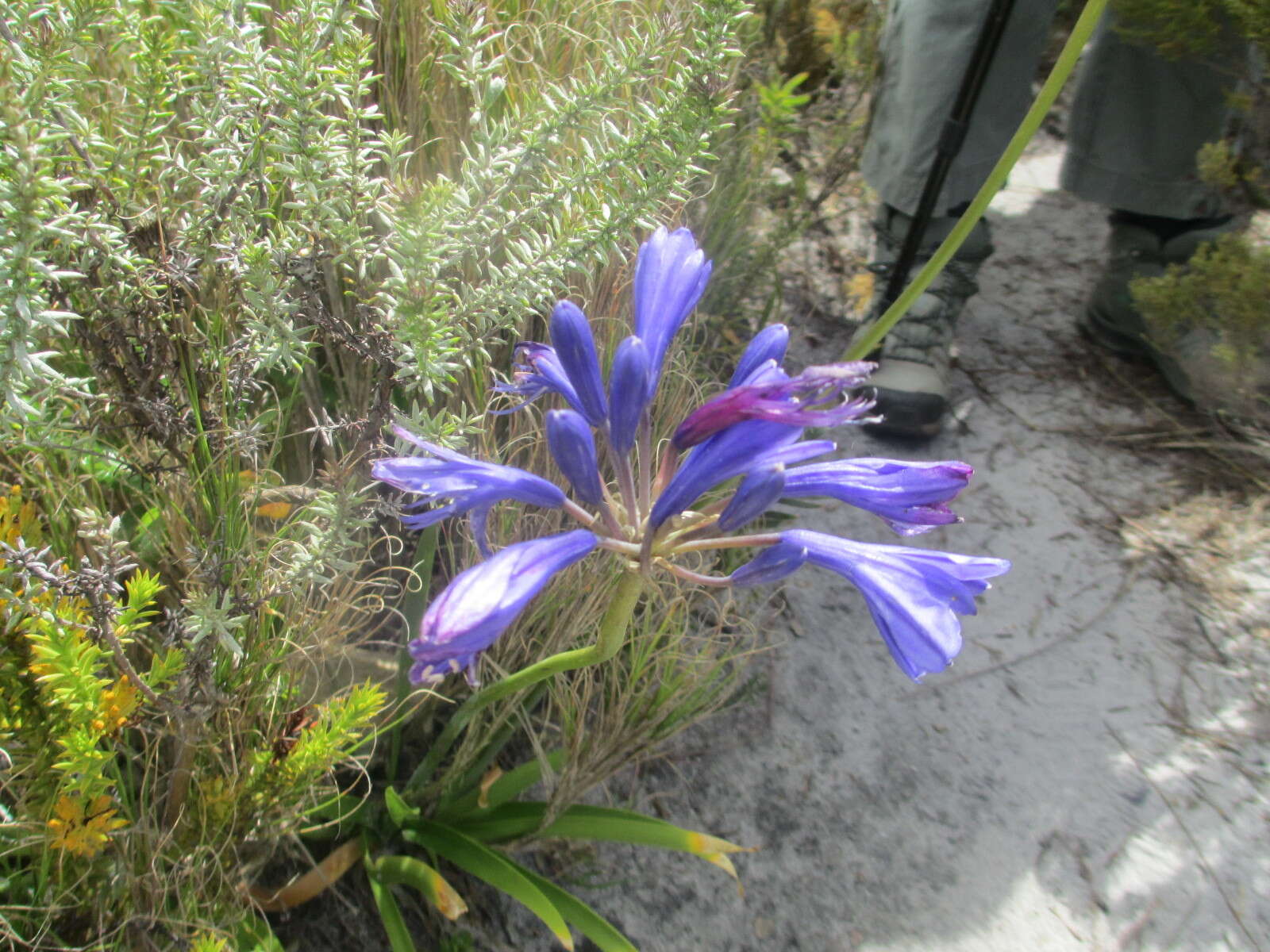 Imagem de Agapanthus africanus (L.) Hoffmanns.