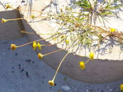 Image of Cotula duckittiae (L. Bolus) K. Bremer & C. J. Humphries