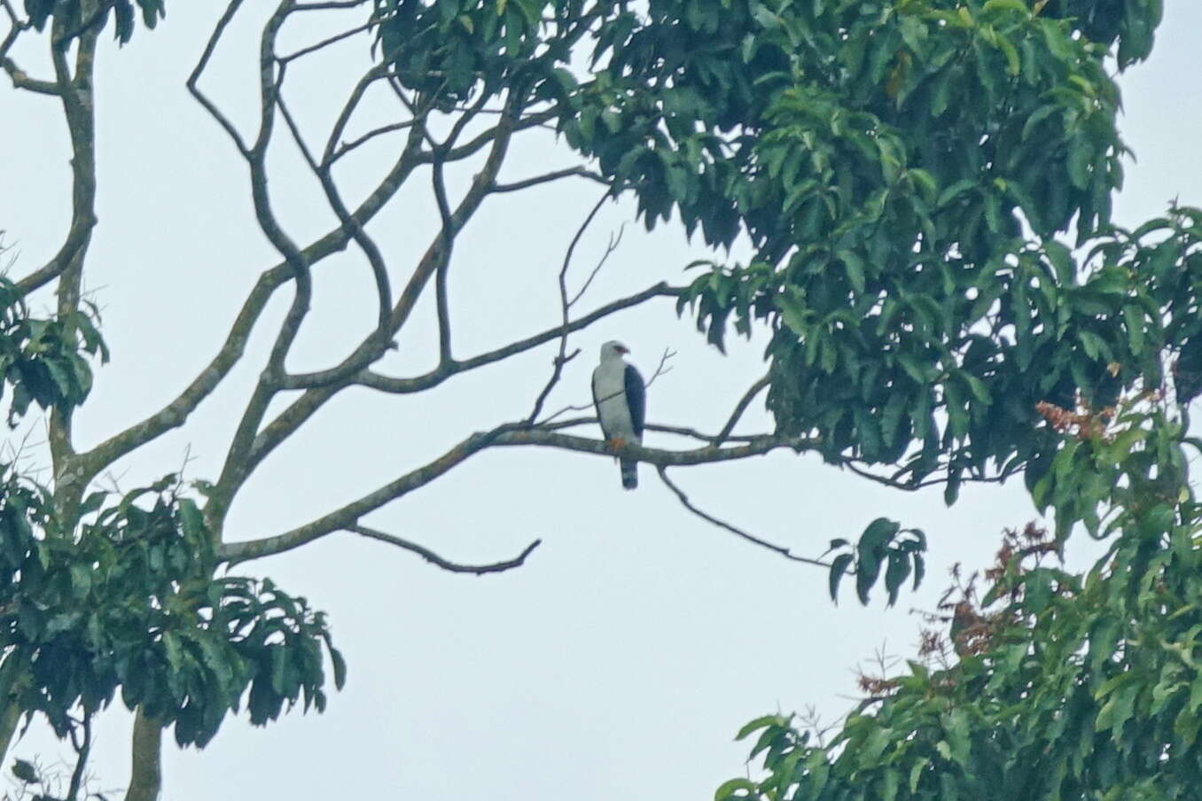 Image of Black-and-White Hawk-Eagle