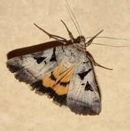 Image of Whitney's Underwing Moth