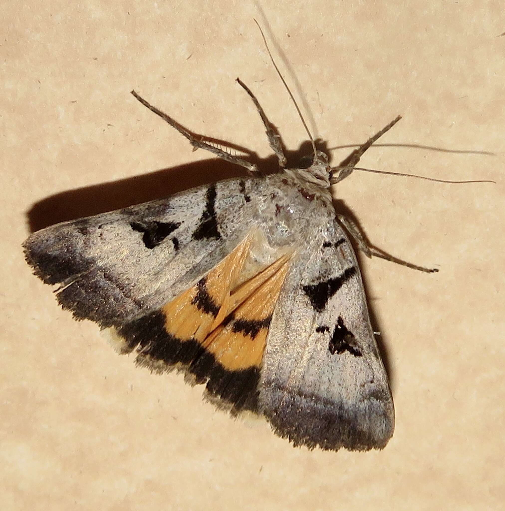 Image of Whitney's Underwing Moth