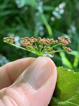 Image of purple meadowparsnip