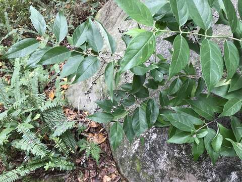 Deutzia pulchra S. Vidal resmi