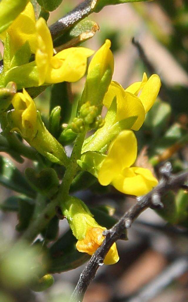 Image of <i>Melolobium lampolobum</i>