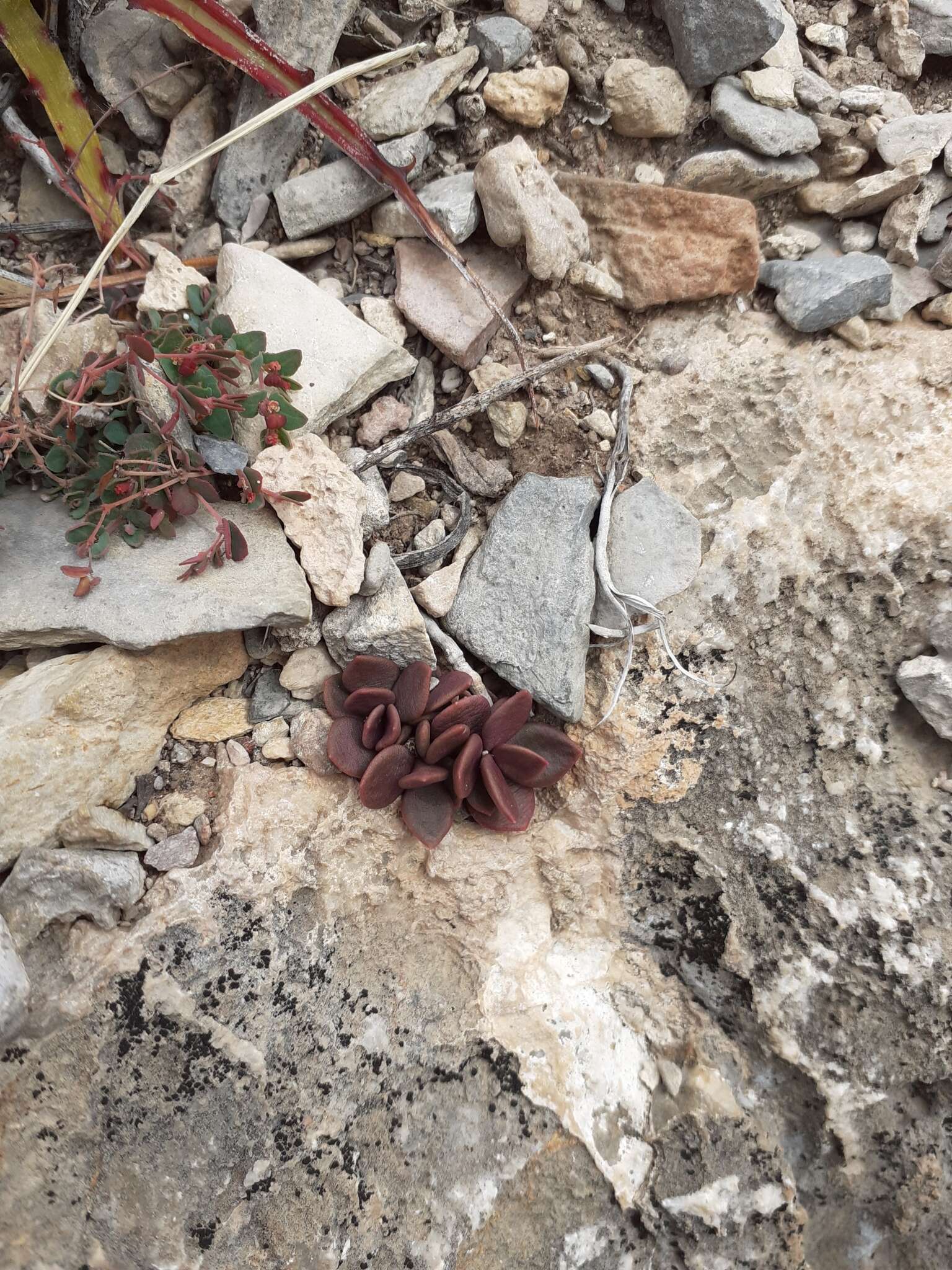 Image of Grahamia coahuilensis (S. Wats.) G. D. Rowley