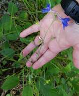 Plancia ëd Delphinium alabamicum R. Kral