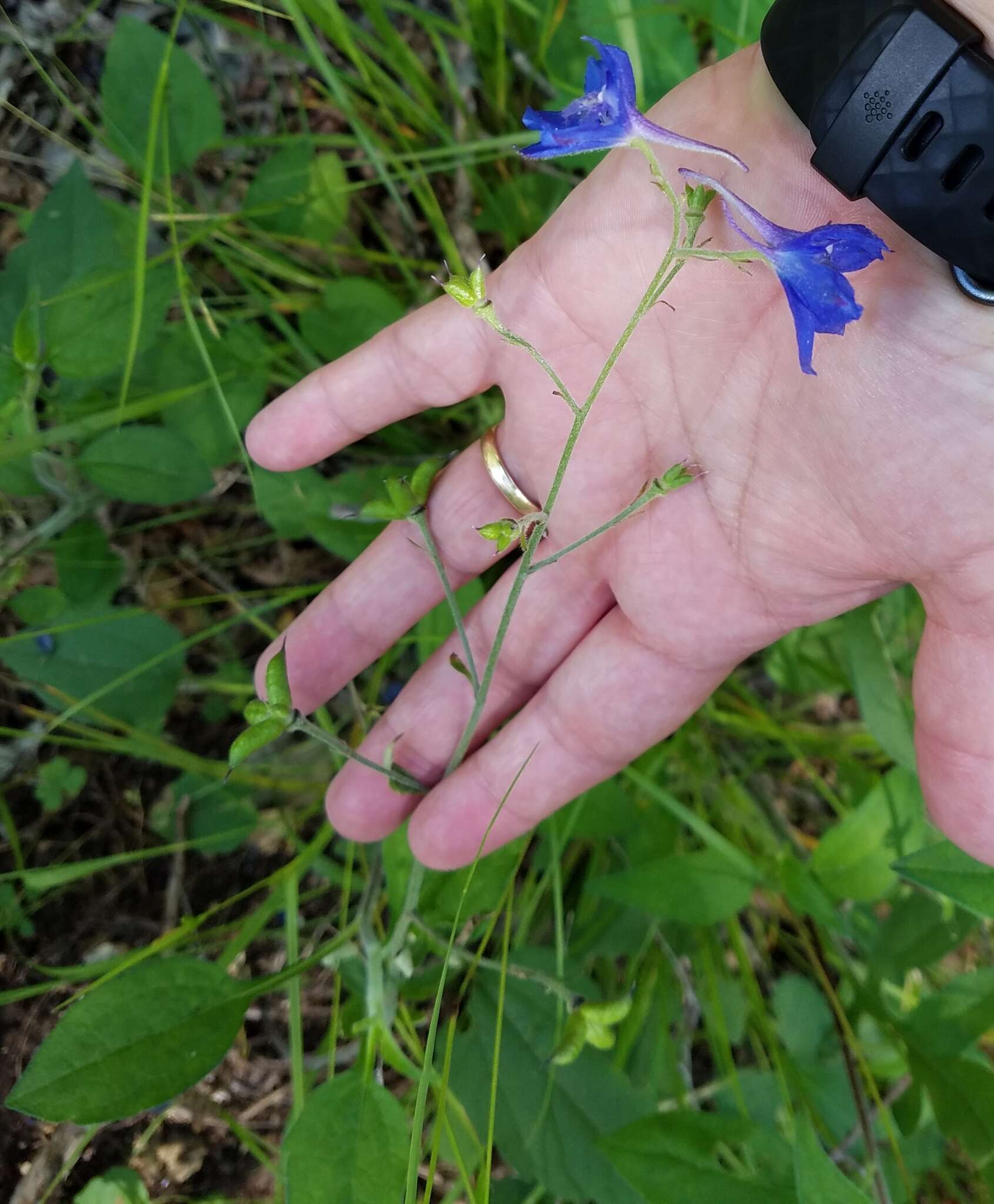 Plancia ëd Delphinium alabamicum R. Kral