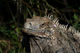 Image of Cayman Island Ground Iguana