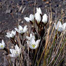 Image of Gentianella bellidifolia (Hook. fil.) Holub