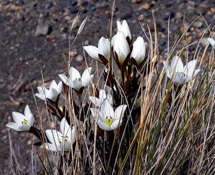 Image of Gentianella bellidifolia (Hook. fil.) Holub