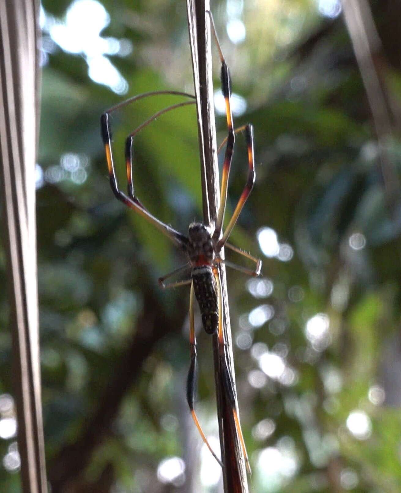 Imagem de Nephila comorana Strand 1916