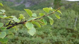 Image of Brown Birch