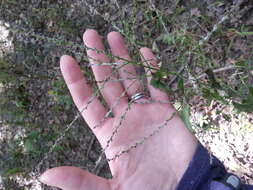Image of white vervain