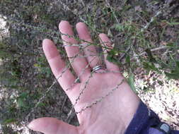 Image de Verbena urticifolia L.