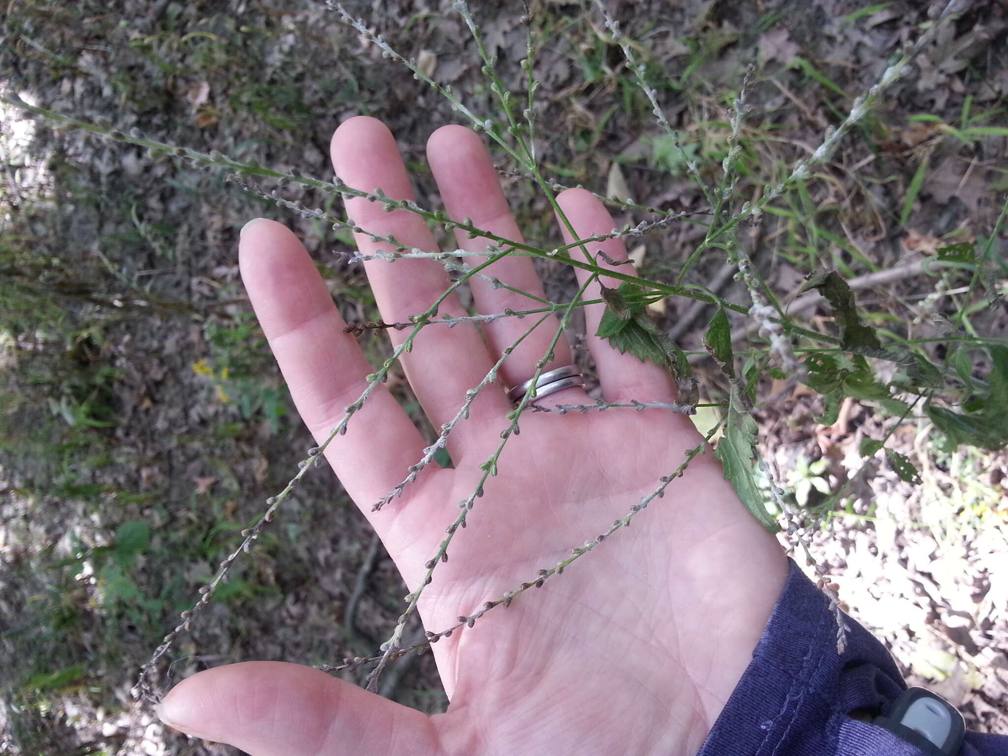 Image of white vervain