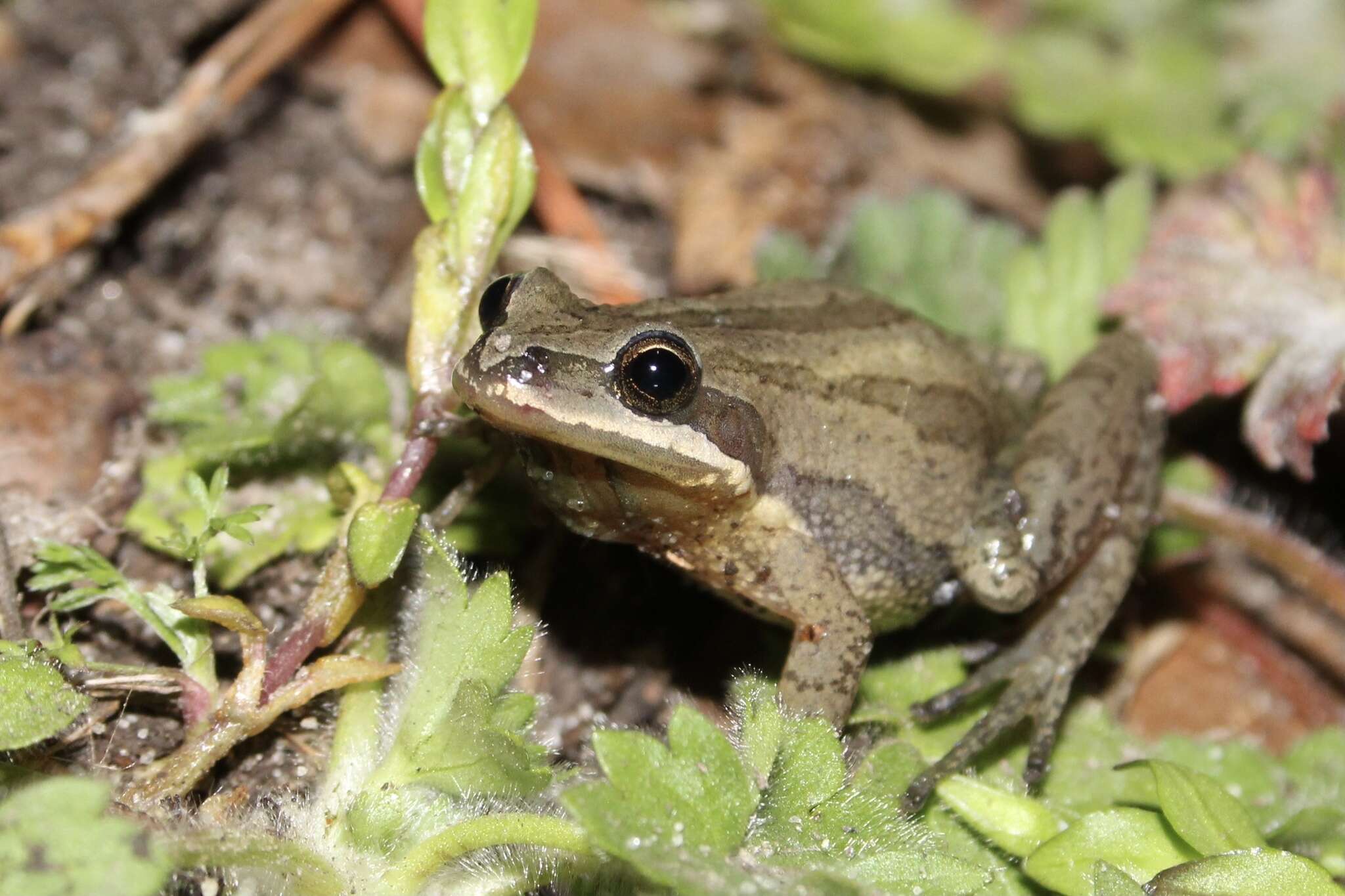 Image of New Jersey Chorus Frog