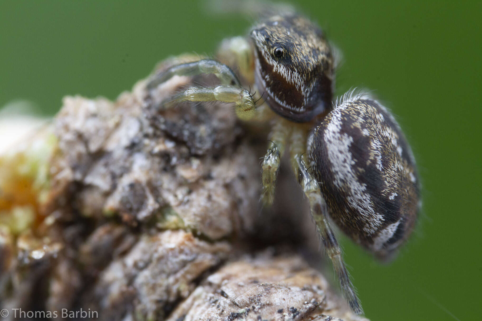 Image of Pelegrina flavipes (Peckham & Peckham 1888)