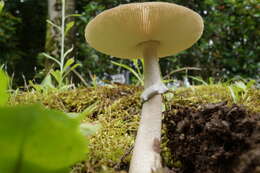 Image of Amanita spissacea S. Imai 1933