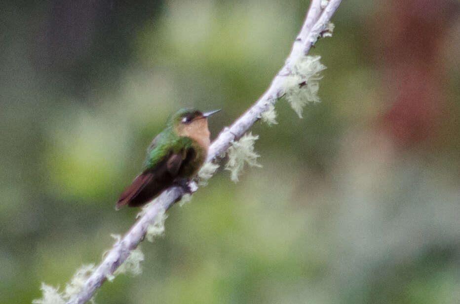 Image of Tyrian Metaltail