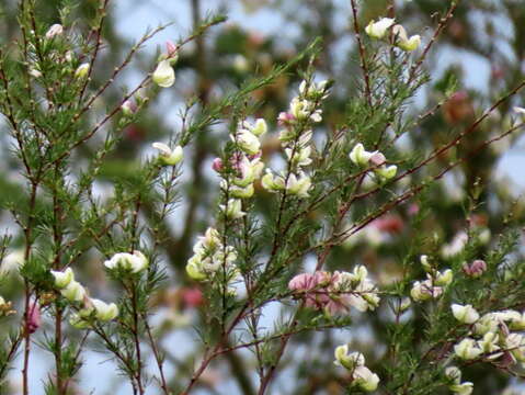 صورة Aspalathus uniflora L.