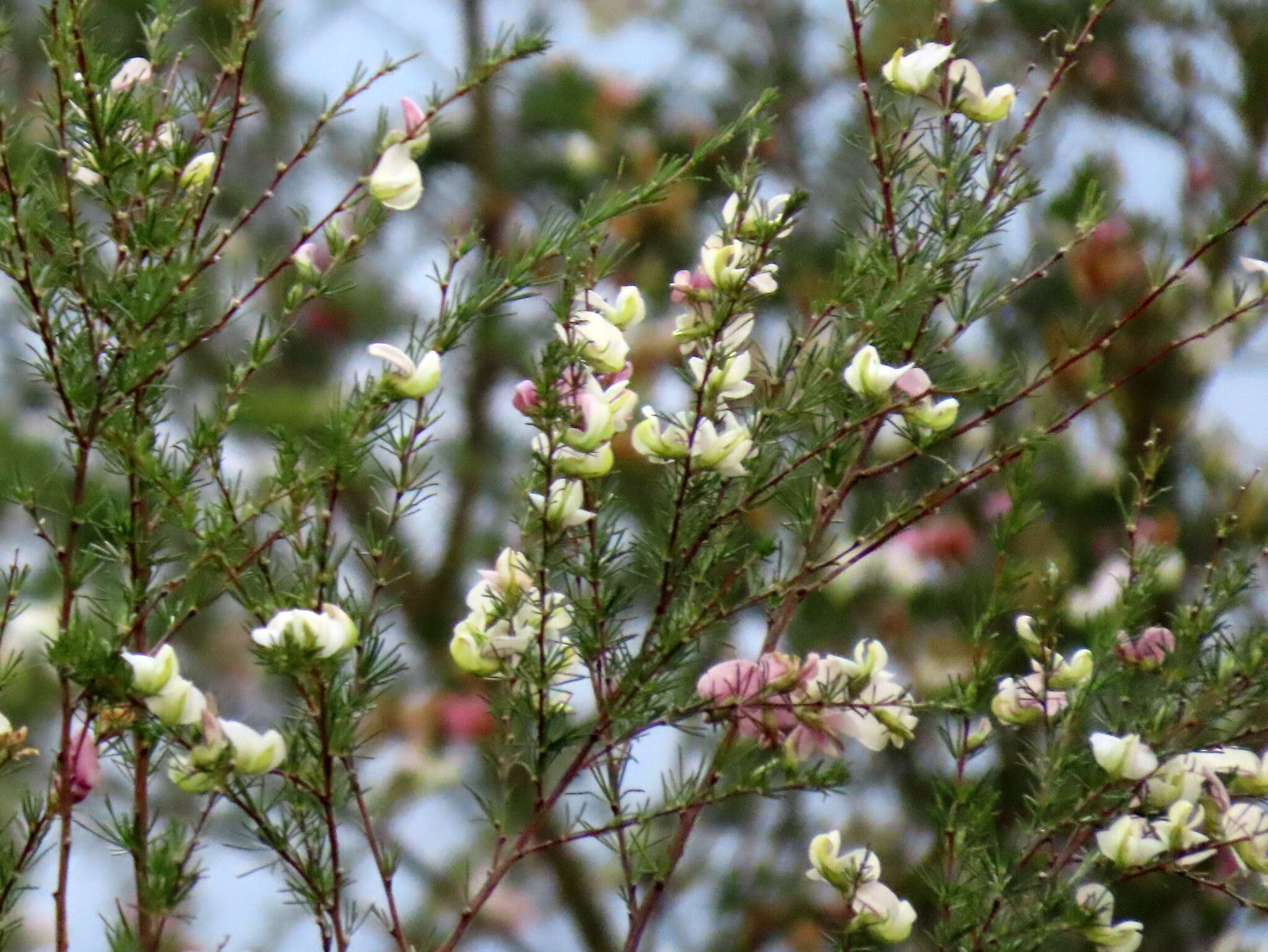 صورة Aspalathus uniflora subsp. willdenowiana (Benth.) R. Dahlgren