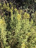 Image of Chiricahua Mountain Stinkweed