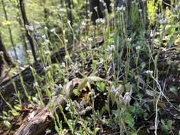 Antennaria parlinii subsp. fallax (Greene) R. J. Bayer & G. L. Stebbins resmi