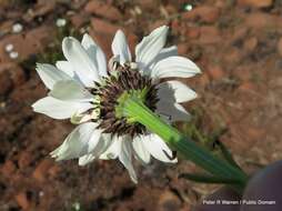 Callilepis leptophylla Harv.的圖片