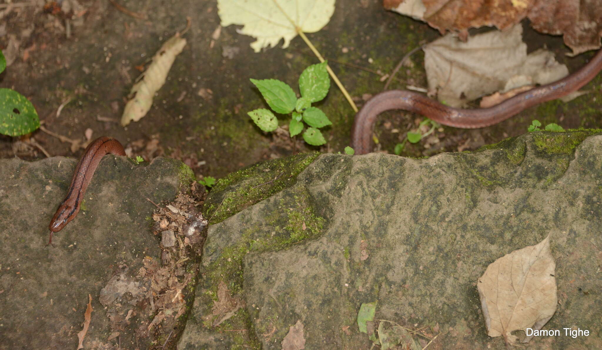 Plancia ëd Oreocryptophis porphyraceus vaillanti (Sauvage 1876)