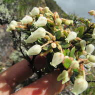 Sivun Gaultheria anastomosans (L. fil.) Kunth kuva