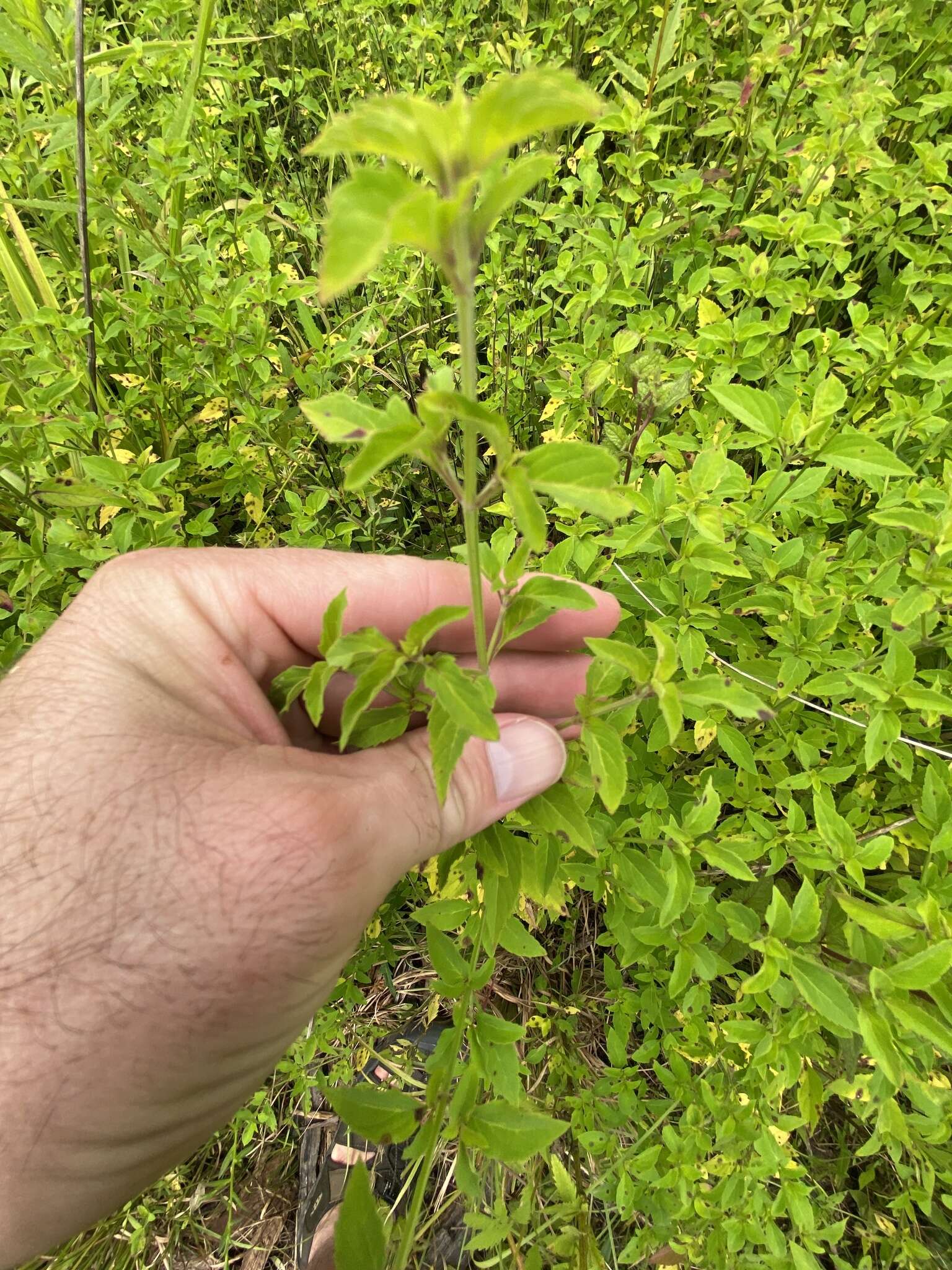 Image of Miniature-Beefsteakplant