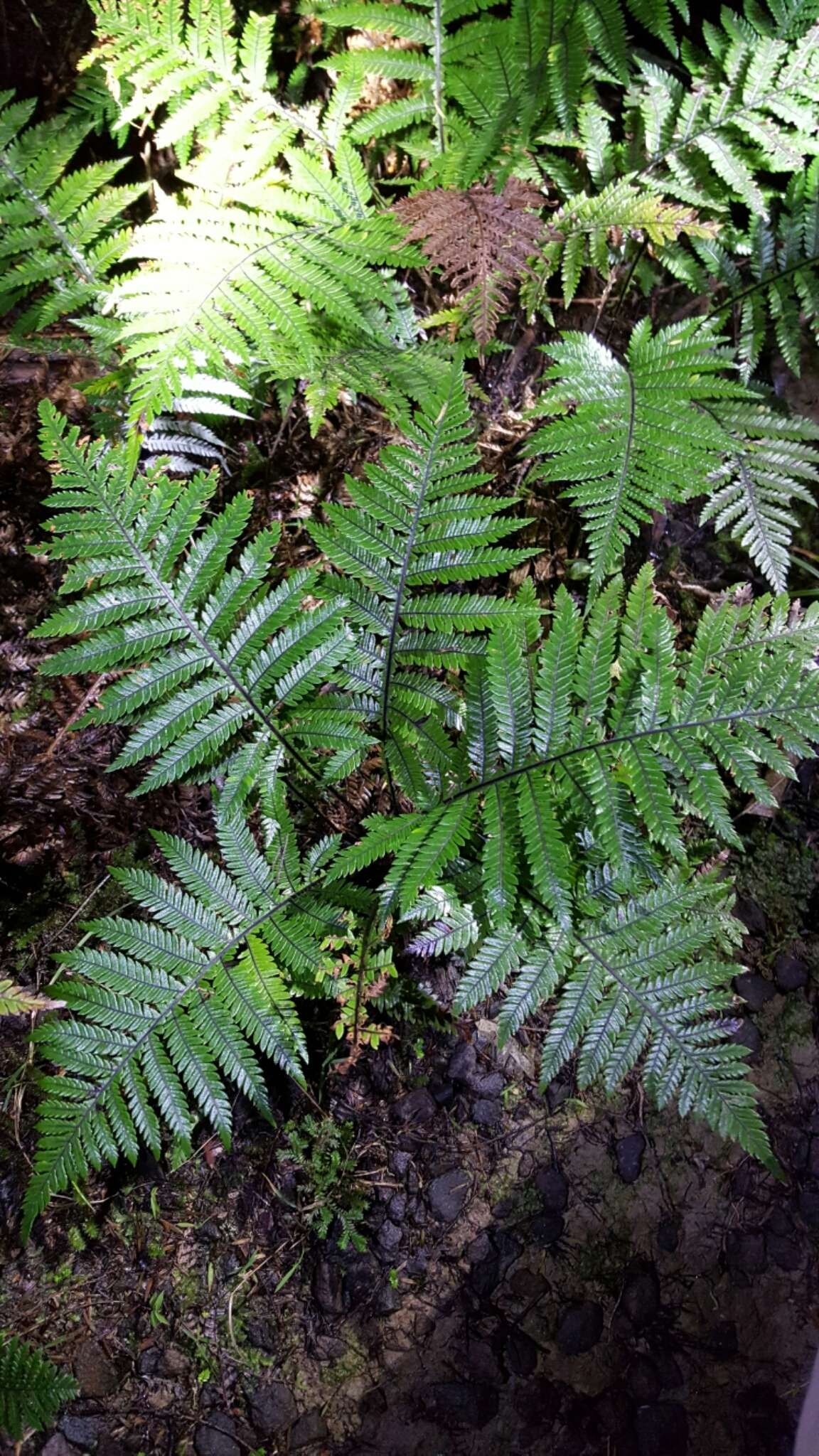 Image of Diploblechnum fraseri (A. Cunn.) De Vol