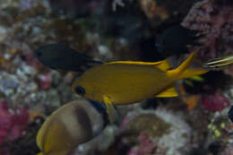 Image de Chromis analis (Cuvier 1830)