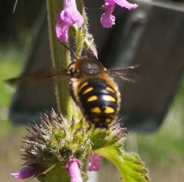 Image of Anthidium septemspinosum Lepeletier 1841