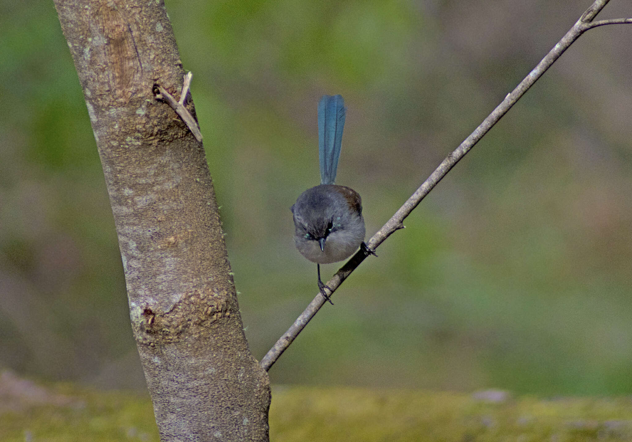 Image of Blue-breasted Fairy-wren