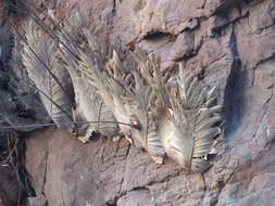 Image of basket fern