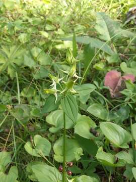 Image of Halenia corniculata (L.) Cornaz