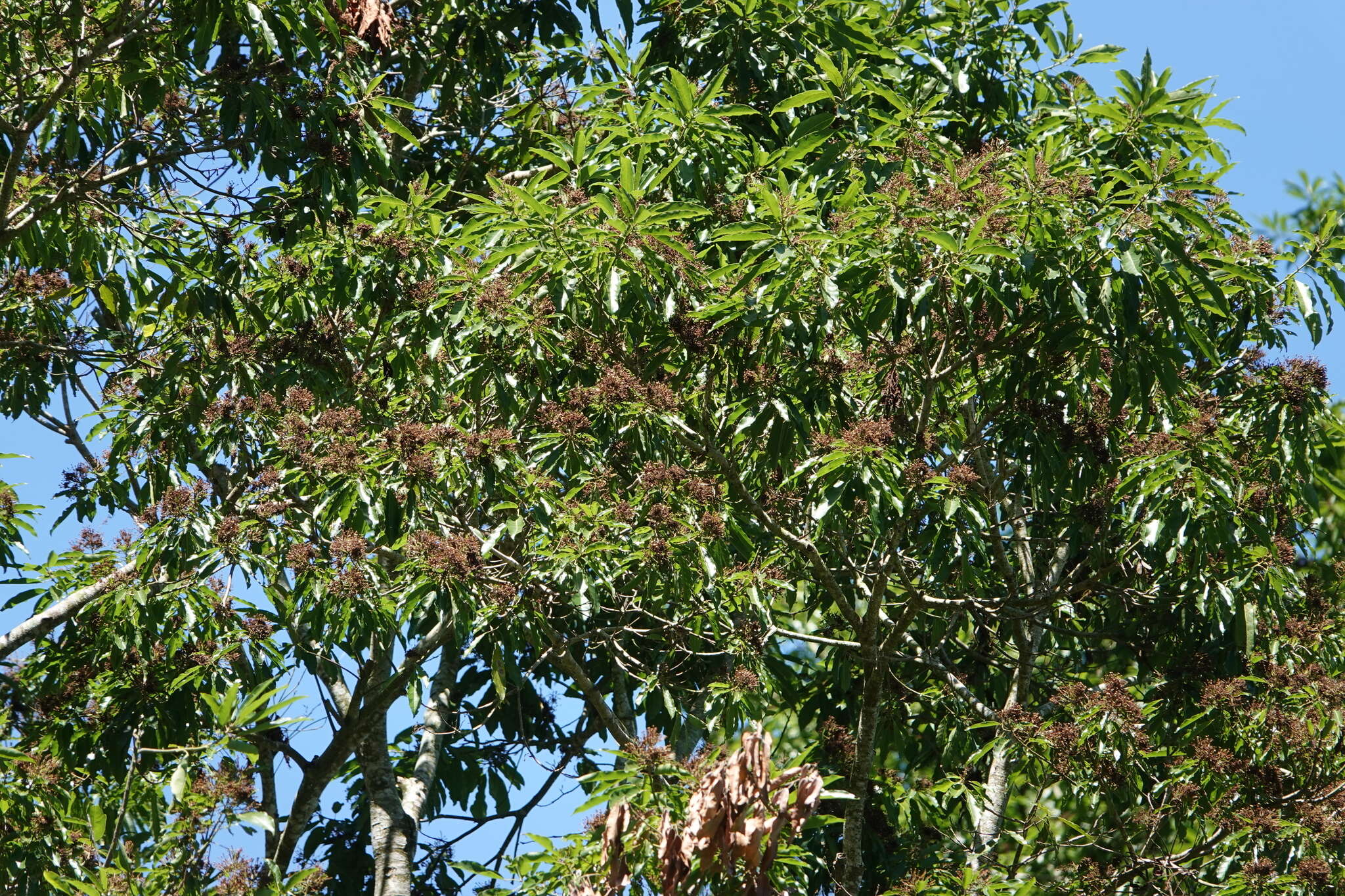 Image of Reevesia formosana Sprague