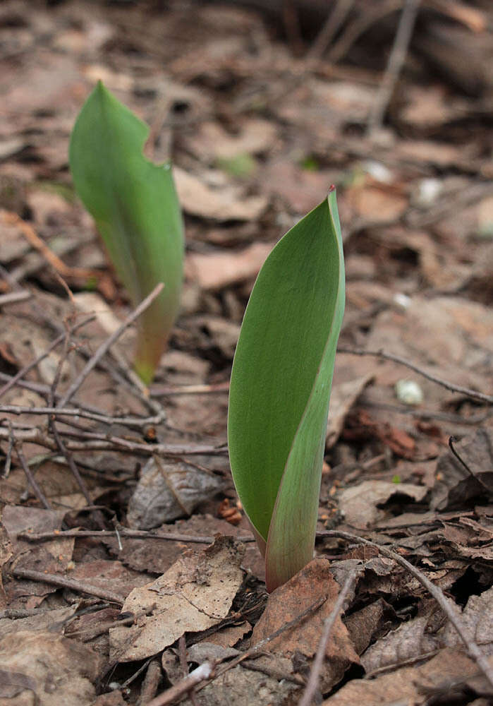 Plancia ëd Tulipa gesneriana L.