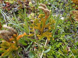 Sivun Austrolycopodium alboffii (Rolleri) Holub kuva