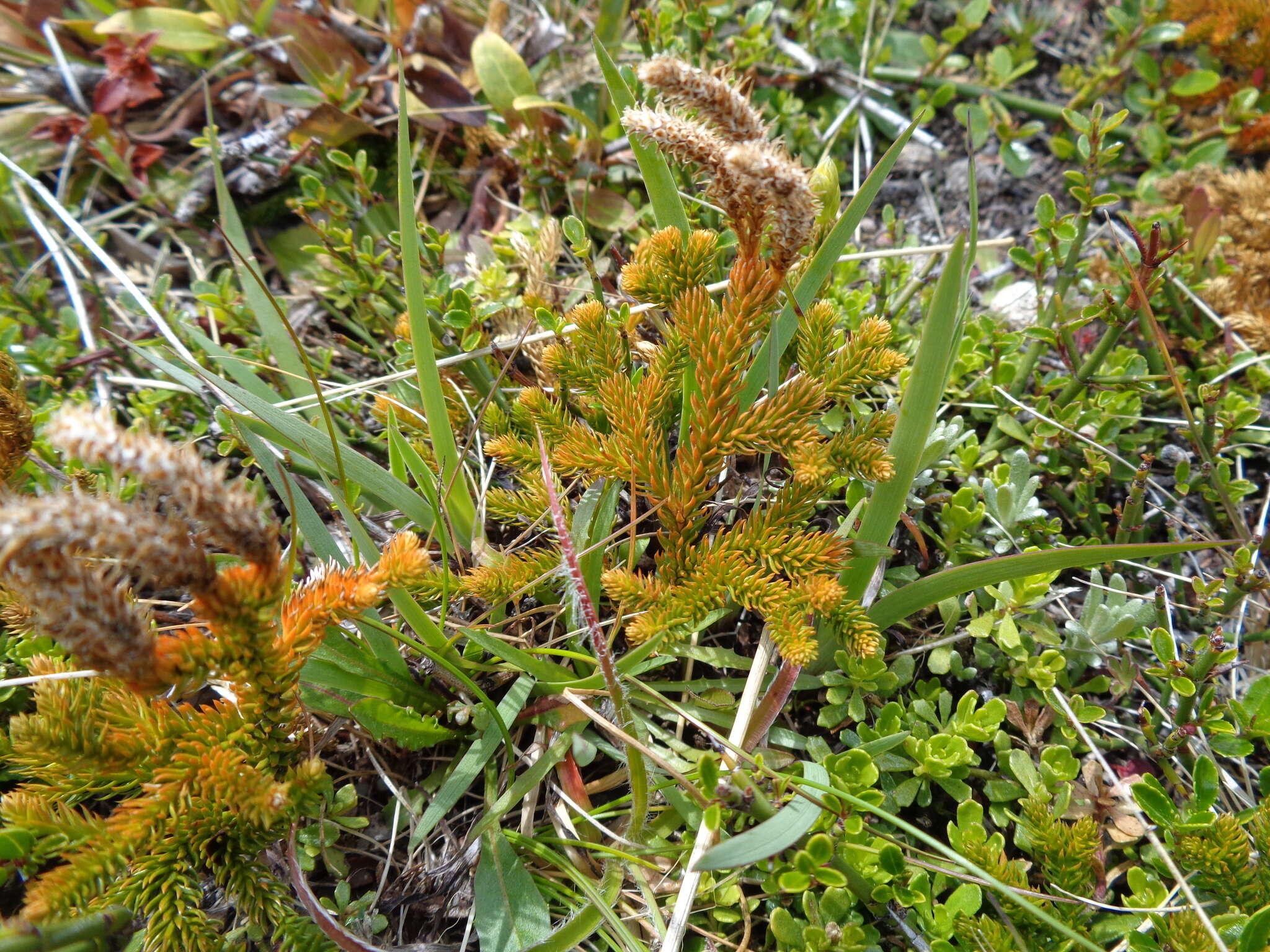 Sivun Austrolycopodium alboffii (Rolleri) Holub kuva