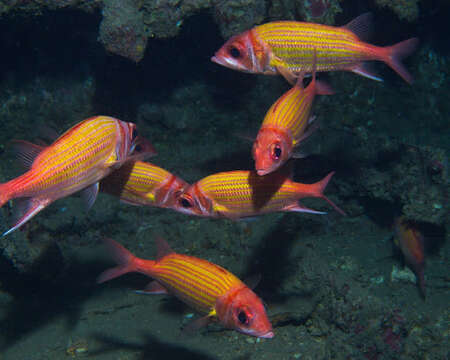 Image of Goldlined squirrelfish