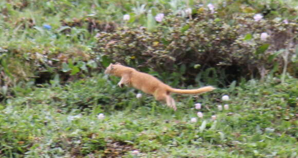 Image of Mountain Weasel