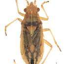 Limacocarenus curtulus Kiritshenko 1914 resmi