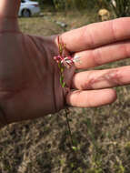 Sivun Oenothera simulans (Small) W. L. Wagner & Hoch kuva