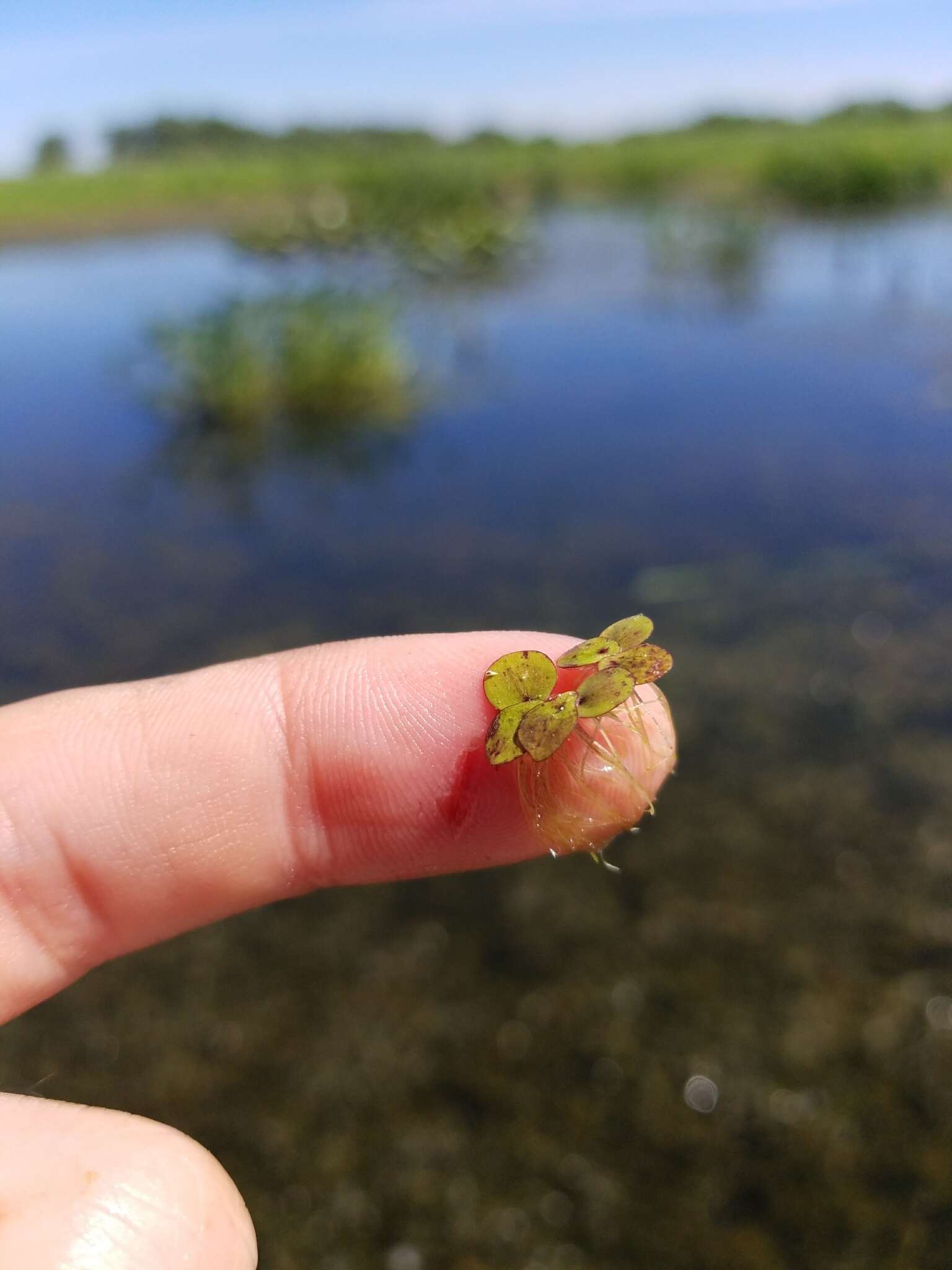 紫萍屬的圖片